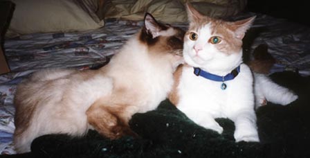 Leon is nuzzling his face into Pumpkin's neck; Pumpkin is now as large as Leon.