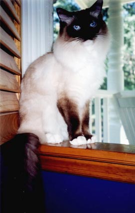 Leon is sitting in a window, looking at you.