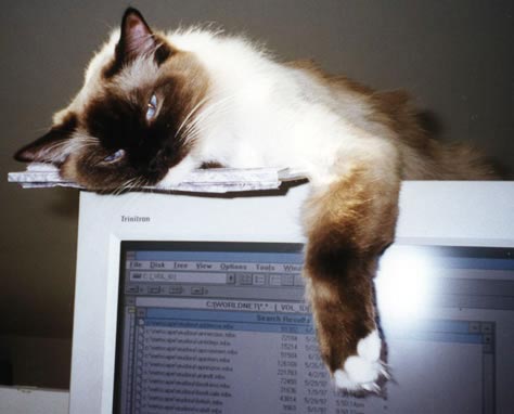 Leon is lying on top of the monitor, looking at you, with his left leg hanging down in front of the screen.