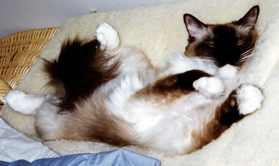 Leon's second dance move, lying on his back, twisting his front legs around to the left.