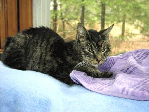 Ember is in her favorite place, a window seat looking out toward the trees
    and wildlife. (The deer would pass by that window, and once a deer came
      up close to the window while she was sitting there.) She is lying on a soft
    blue blanket, hugging a light purple towel