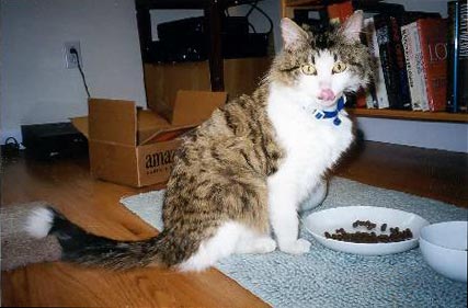 Huckleberry is looking up from his food dish and licking his lips.