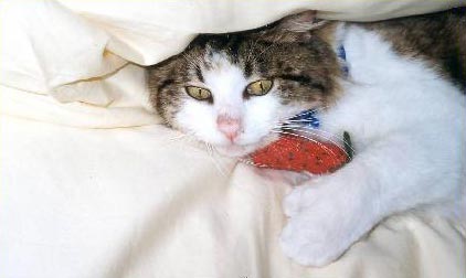 Huckleberry, a cat with a pink nose, green eyes, white near the center of his face, and brown on the outer part of his face, is smiling, peaking out
  from under a pillow and cradling in his paw a red cloth toy mouse.