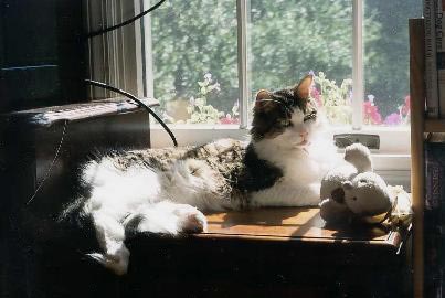 Huckleberry is lying in front of a window, the sun's rays lighting up his fur.