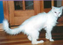 June is walking from left to right, on a wooden floor, looking at the
    camera. Her back legs can't extend fully so she walks with her back end
      low to the ground.