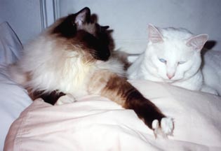 Leon & Snow are cuddled together in bed and both are smiling.