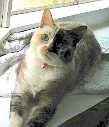 Phoenix the cat sits in the window, looking at you
