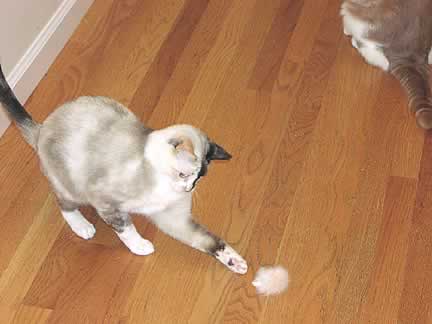 Phoenix, a cat, is playing with a toy mouse on the floor.