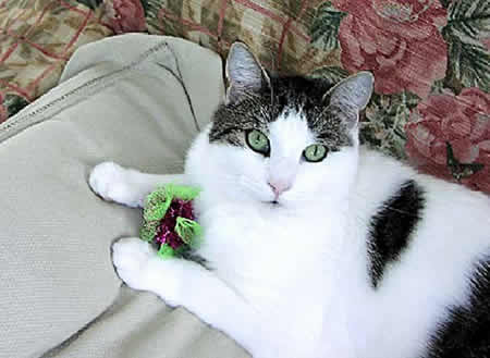 A cat holds a green & purple cloth toy and is looking up at you.