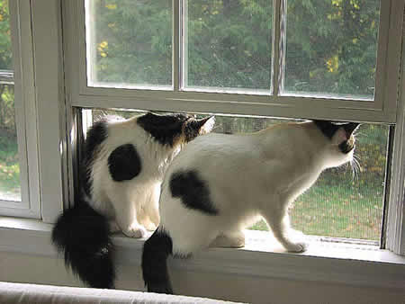 Two cats sit in a window, looking out on a pond and forest.