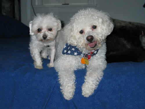 Milagro, a tiny dog with a big heart problem, is standing next to Dharma, a dog who is lying down and smiling.