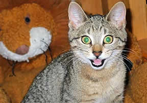 A little cat, his mouth open in a smile, looks very happy. 
