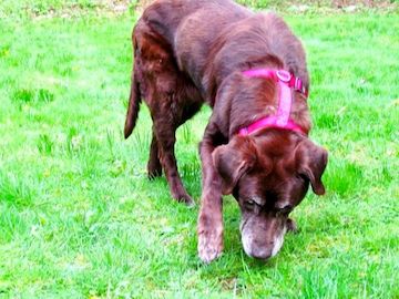 a large brown lab explore a green field