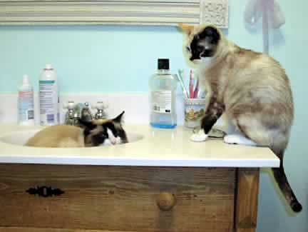 Lucy, a cat is sitting in the sink while Phoenix, another cat, looks on.