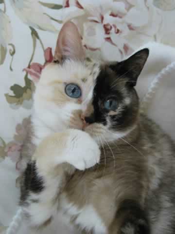 a cat is looking at you while liking her paw